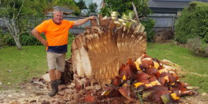 Auckland Tree Care Specialist