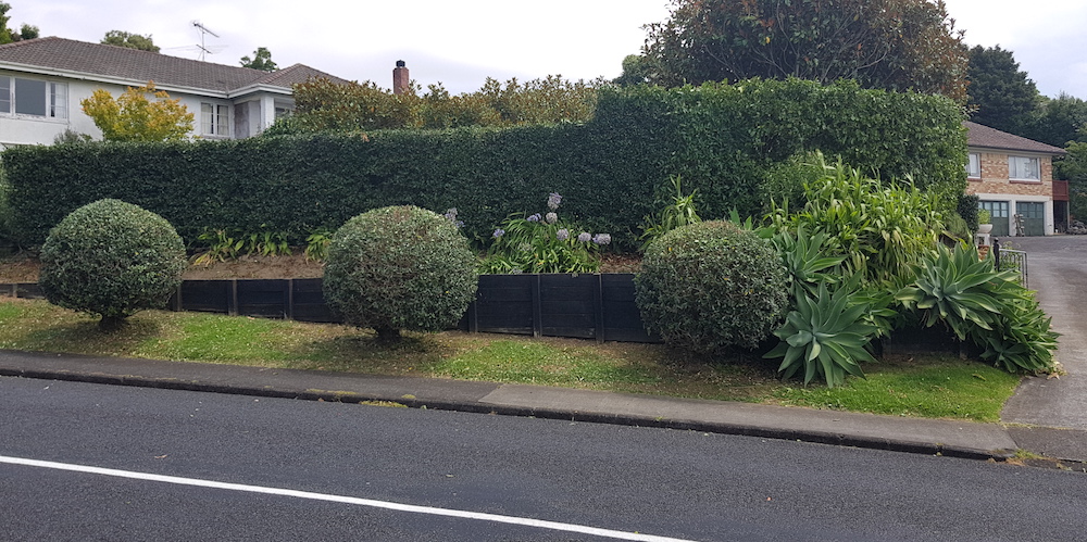 Auckland Tree Care by Russ can help with hedge trimming