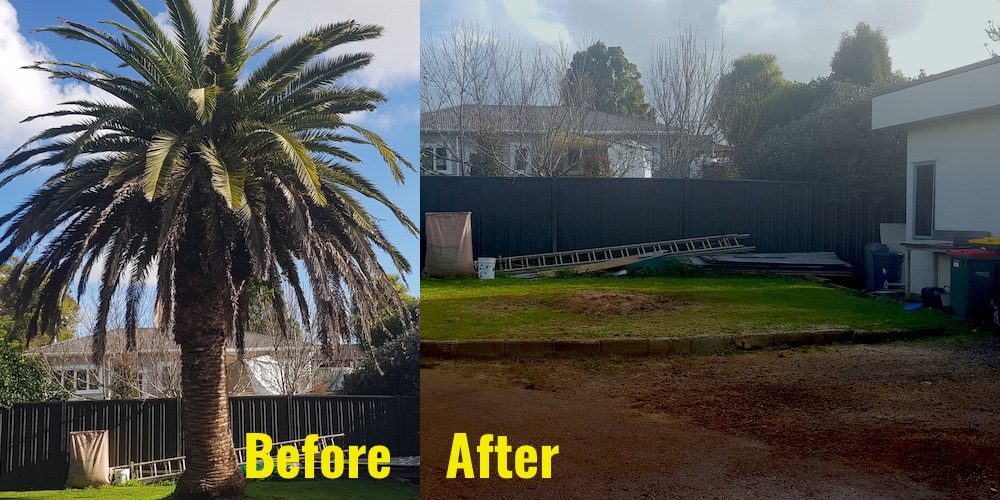 Removing Phoenix Palms Auckland Tree Care By Russ