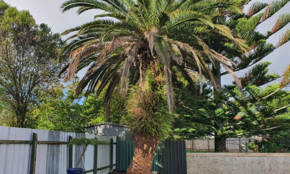 Don’t let a Phoenix palm put you off buying the house of your dreams