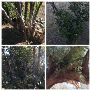 Tree trimming cost